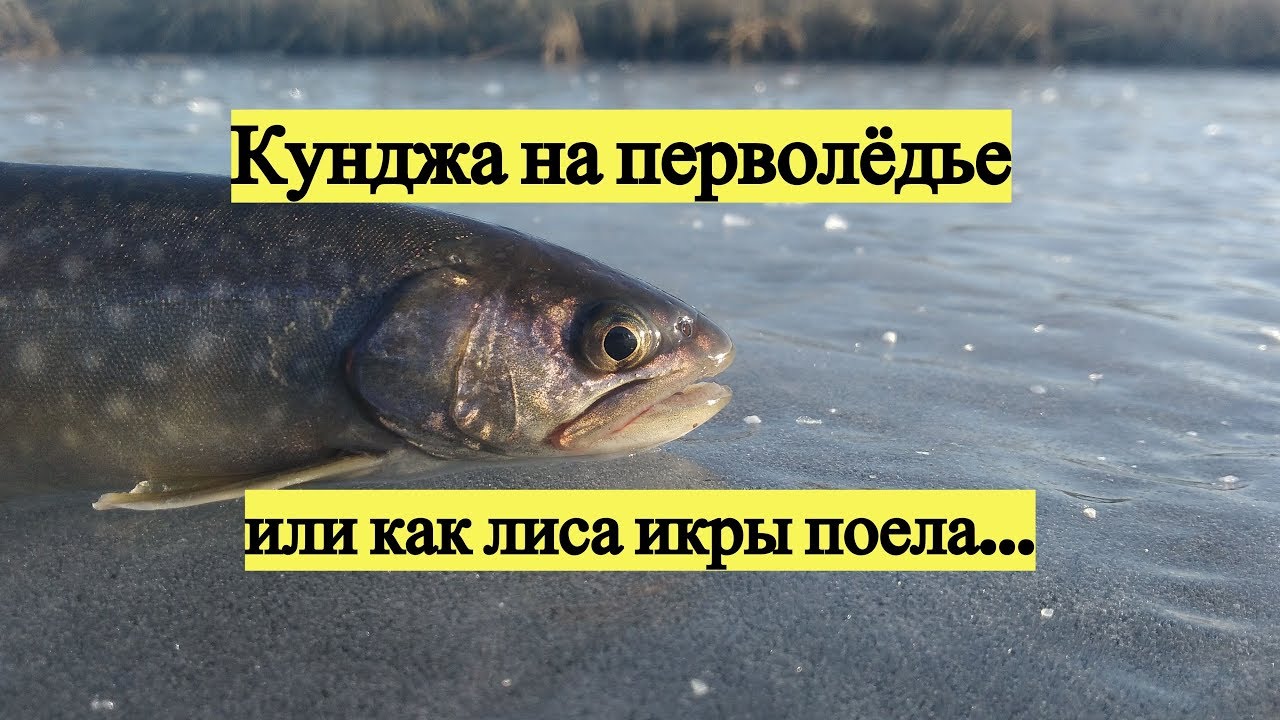 Кунджа на перволёдье или как лиса икры поела.