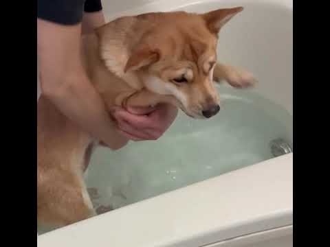 【保護犬】チャレンジするふぅちゃん③