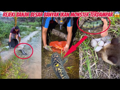 Rejeki Banjir Besar Dapat Banyak Ikan Monster Terdampar, Cek Bubu Di Rawa, dan jumpa telur predator