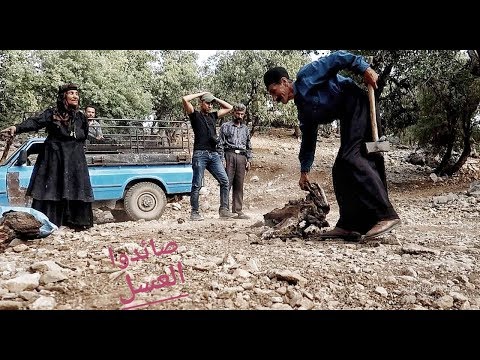 مغامرة البحث عن العسل الجبلي الجزء الثاني/ محمد الدرويش