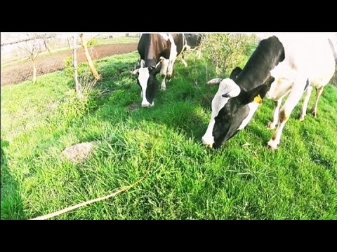 В деревне у коров настоящие скачки. Насыщенная деревенская жизнь