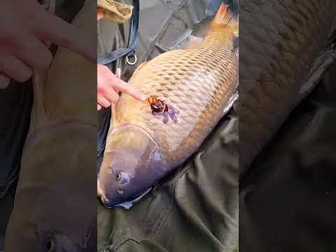 What all carp anglers should do!!!!!!! #carpfishing #carp #fishing #angler #carphunting