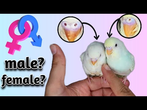 Determine Budgie Gender: The Easiest Way (Avoid Breeding Mistakes)