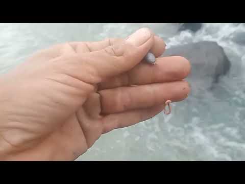 mancing mania.umpan jitu