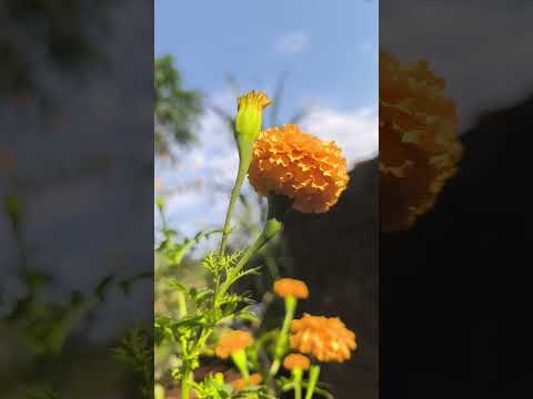 mo mana aganare🌹suna pula putila ❤️🥰 #newsong #odiasong #myl #garden #shotsvideo #youtubeshorts