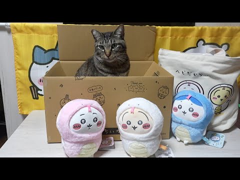 新しいものが好き！猫も大満足なちいかわの福袋☆ヘビに囲まれても余裕なガーちゃんｗ 【リキちゃんねる　猫動画】 キジトラ 猫のいる暮らし