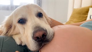 Golden Retriever Can't Wait to Meet Newborn Baby