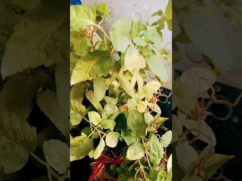 जय जय तुलसी माता