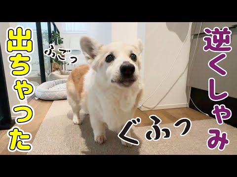 逆くしゃみに戸惑うシニアコーギー