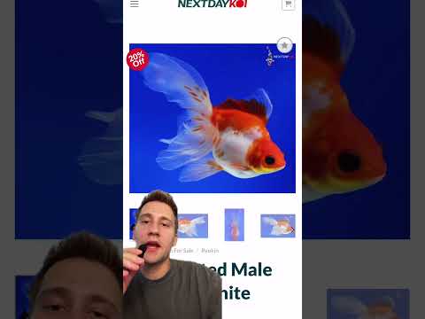 Crystal's Picks_ Gin Rin Kohaku & Shiro Bekko Koi, This week's Crystal's Picks include lots of shiny Gin Rin Koi, a graceful Sanke Butterfly Koi, and a