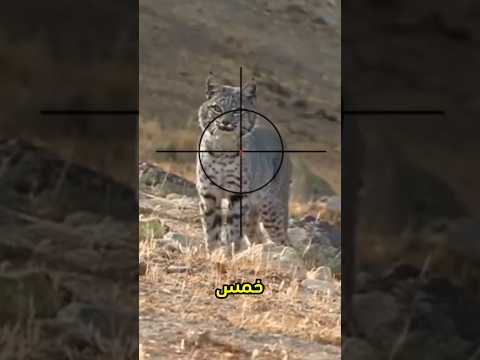 5 حيوانات تم اصطياذها بقسوة#foryou #معلومات #قصص #animals #viralvideo #اكسبلور #حقائق #العلم