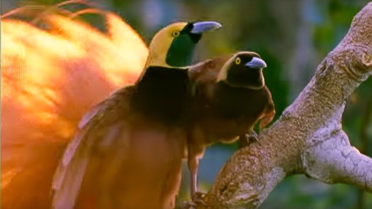 Birds of Paradise Mating Dance Battle of the Sexes BBC Earth