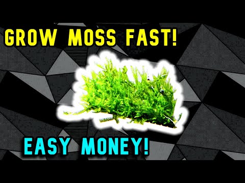 Grow Moss for Profit - Easy Money! Grow Moss Fast for Profit

I have been working on different methods for growing moss and this seems 