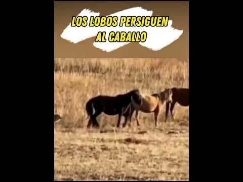 Los lobos persiguen al caballo #shorts