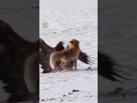Golden eagle vs Fox #shorts. FREE weekly horoscope and tarot readings @Starstruck_Secrets