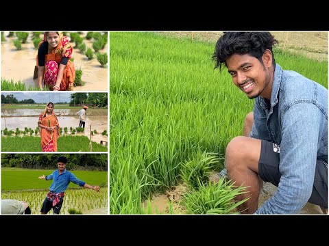 আজকে আমরা মাঠে গেলাম  রোপণ করতে। 🥰 তোমাদের কাদের গ্রামে বাড়ি 🥰 #vlog