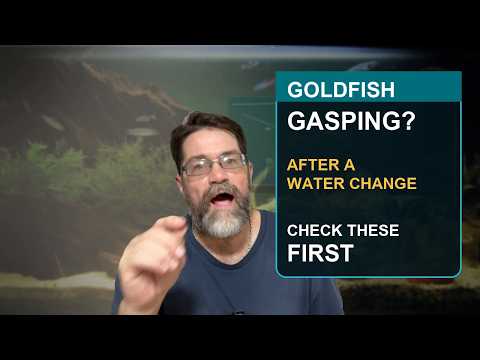 Goldfish Gasping After A Water Change? Check These First