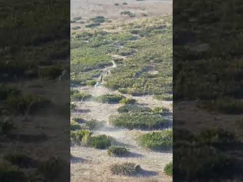 #shorts #videos #rabbit #dog #galgos  #animals #huting #chippiparai #nature