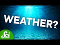 Ocean Eddies and Marine Ecosystems