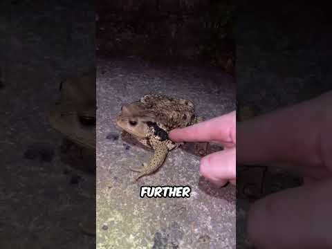 This Guy Lives In Australia but… 😱