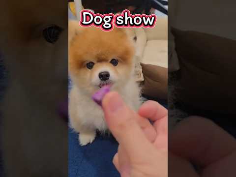 Dog show 😁#pomeranian  #pets  #dogs #cutedog