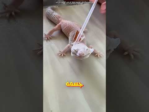 الطريقة الامنة اللي تشيل بيها جلد السحلية🐍