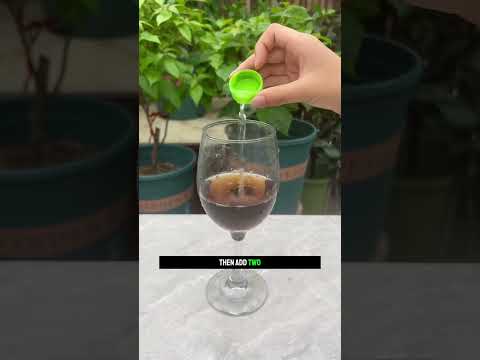 Beer + Baking Soda + Vinegar? 🍺🌱 Here’s the Garden Experiment|||#GardenExperiment #plants  #SoilCare