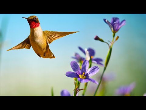 Beautiful Relaxing Music, Beautiful Nature Scenery in 4k Ultra HD, &quot;The Sounds of Spring&quot; Tim Janis