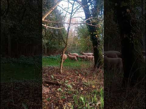 Les trouillards, c'est pas beau ! 😂 (suite en description)