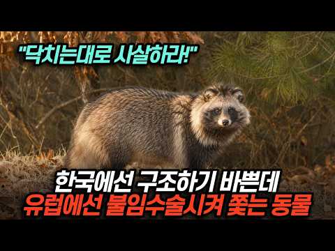 한국에선 구조하기 바쁜데, 유럽에선 불임수술시켜 쫓는 동물
