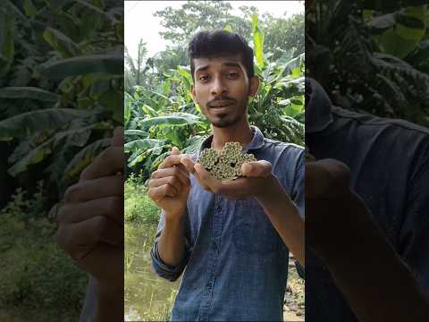 বিড়ি তৈরি করে কত টাকা ইনকাম হয় #minivlog #shorts #viral
