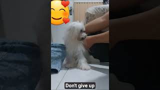 Jangan nyerah yuj! Berlatih terus sampai bisa🥰#maltesedogs#doglife #doglovers#pets#trainingday