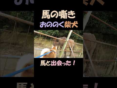 馬のいななきにおののく柴犬 A Shiba Inu startled by the neighing of a horse