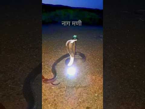 दुनिया का सबसे पहला नाग जिसके पास नागमणी है😱🙏#bholenath#mahadev#shivshankar#harharmahadev#mahakal#om
