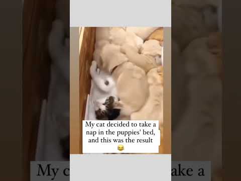 Cat regrets his decision 😂😂😂#funny #cats #cutecat #dogs #goldenretriever