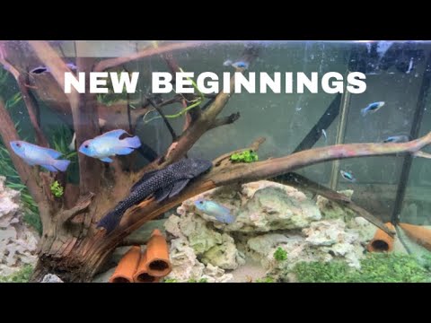 Total fish room chaos! It has been over 9-10+ weeks of craziness going on I’ve been so busy with redoing a master bath an
