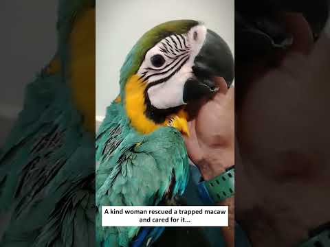 A kind woman rescued a trapped macaw and cared for it…#shorts