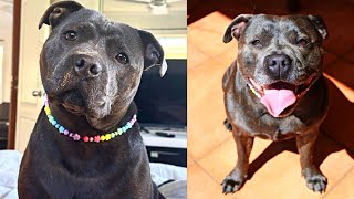 Veja a história emocionante dessa Pitbull adorável... 🥹♥️