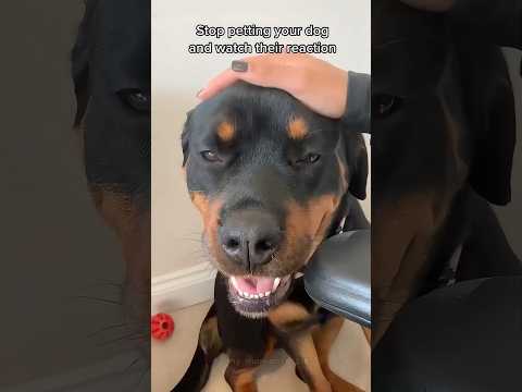 When you have a Rottweiler dog 😂🤣🐶 #dog #fyp #foryou #dogsoftiktok #funnyvideos #pet #tiktok