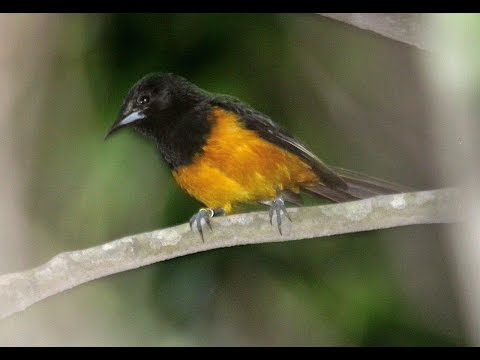 YouTube video thumbnail: Montserrat - Wildlife and Heritage