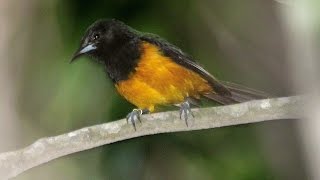 YouTube video thumbnail: Montserrat - Wildlife and Heritage