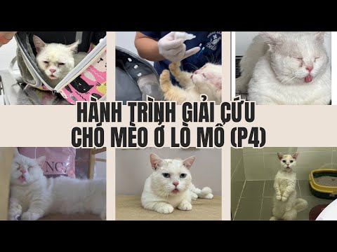 Hành trình giải cứu chó mèo ở lò mổ (P4)