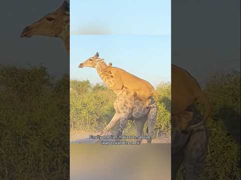 Giraffe put up the greatest fight of it's life.