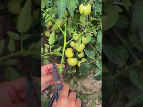 Cut off the side branches and plant them flat, and you can still grow tomatoes