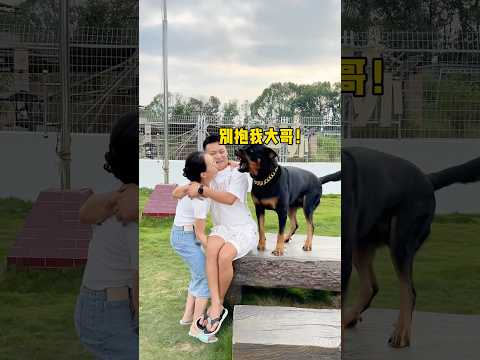 一坨的爱简直太废衣服了 #罗威纳 #一坨 #rottweiler #寵物 #罗威纳护卫犬 #pets #萌宠 #向威 #funny #寵物生活