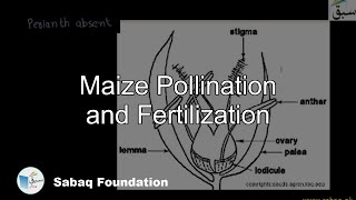 Maize Pollination and Fertilization