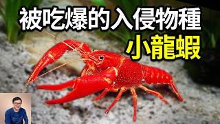 小龍蝦強勢入侵中國，卻引發美食狂歡！吃貨們能打敗最好吃的入侵物種嗎？夜市爆火背後的謠言與真相…【老肉雜談】#動物 #生物 #物種入侵 #小龍蝦 #螯蝦