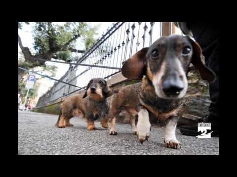 Come Insegnare Al Cane A Non Mangiare Le Cose Da Terra Animali Dal