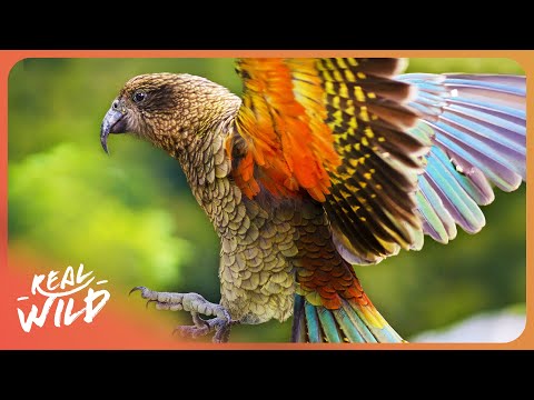 Meet The Genius Birds From Down Under