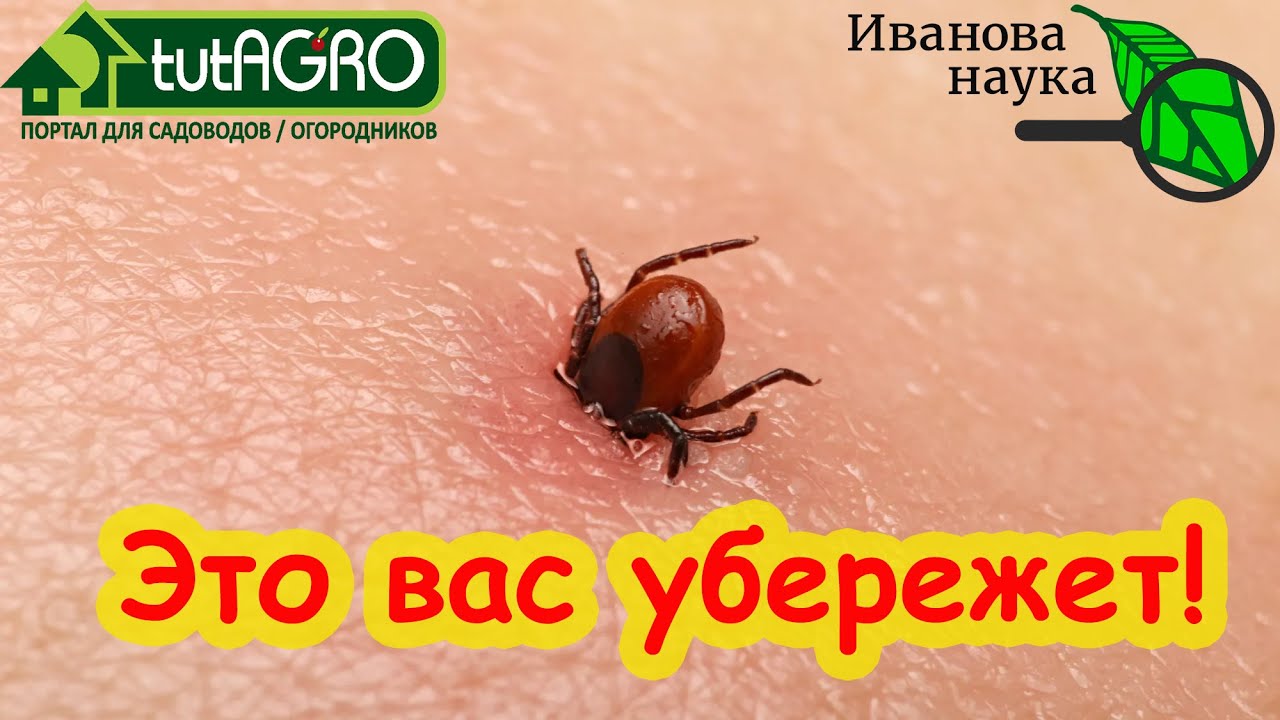 Эта таблетка спасет вам жизнь! Она должна быть у каждого с собой с весны до зимы. Защита от клеща.